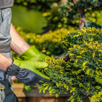 Landscaping Services